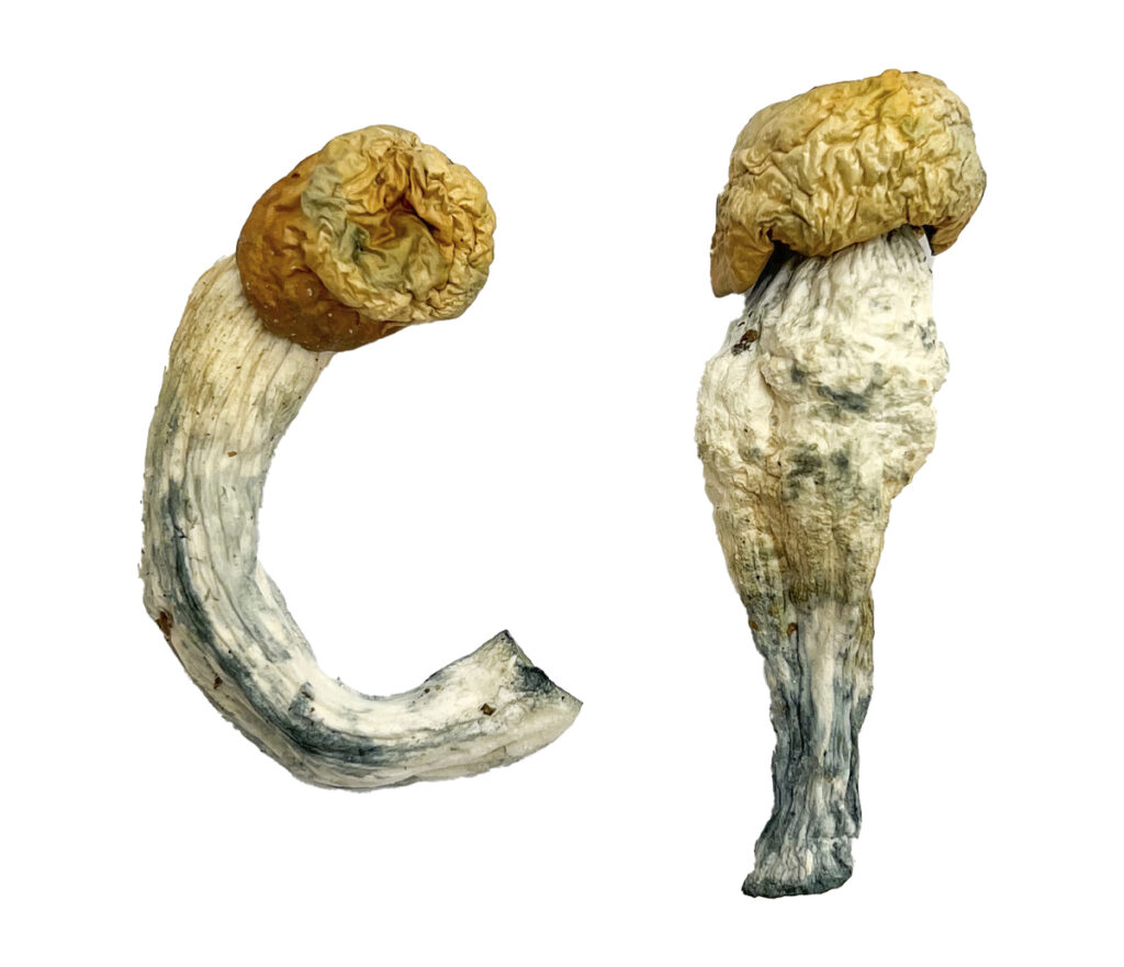 Buy Uncut Penis Envy Magic Mushrooms Online Magic Mushrooms Dispensary