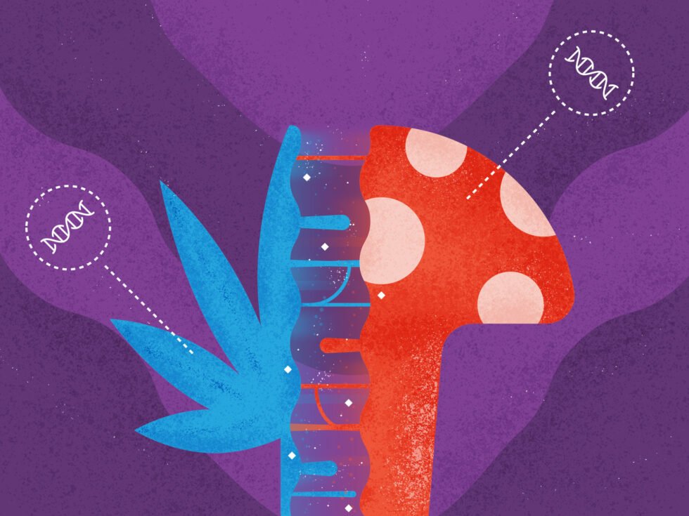 Combining Psilocybin and Cannabis: Assessing Safety