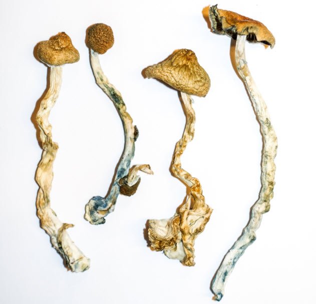 Golden Teacher Magic Mushrooms