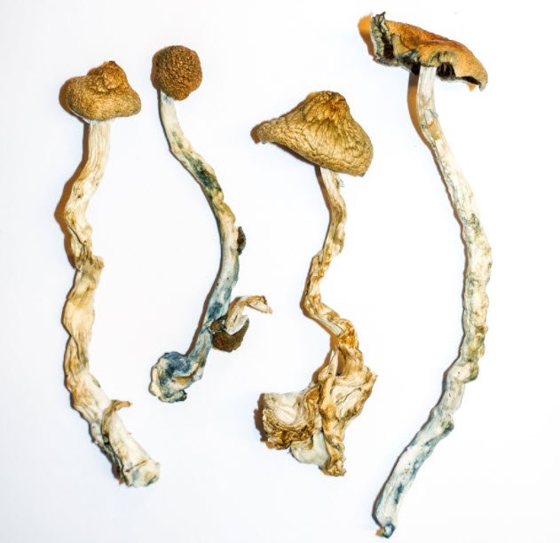 Our Top 5 Selling Magic Mushroom Strains and Why
