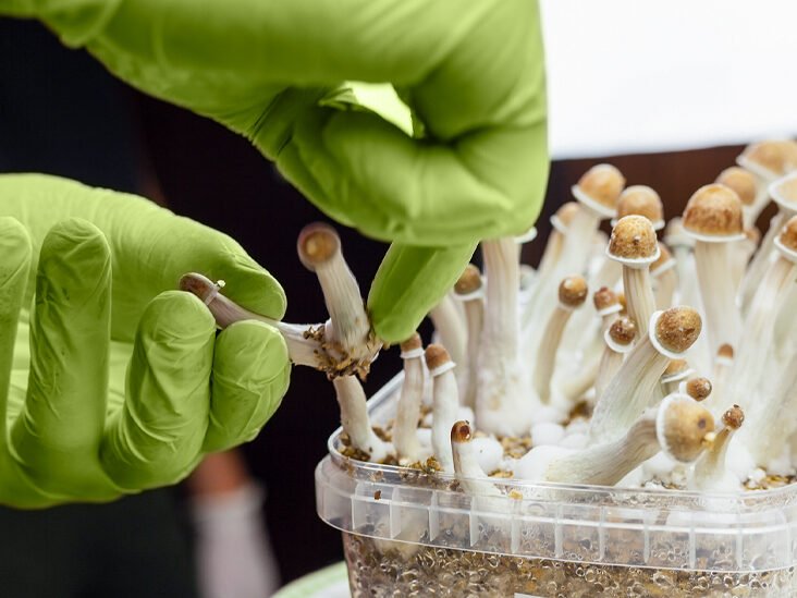 Magic Mushrooms Can Help Reduce Inflammation and Depression