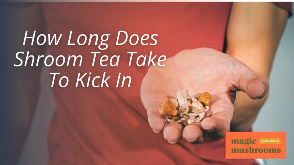 How Long Does Shroom Tea Take To Kick In