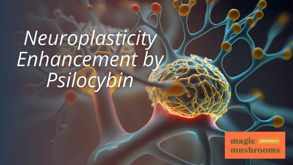 Neuroplasticity Enhancement by Psilocybin