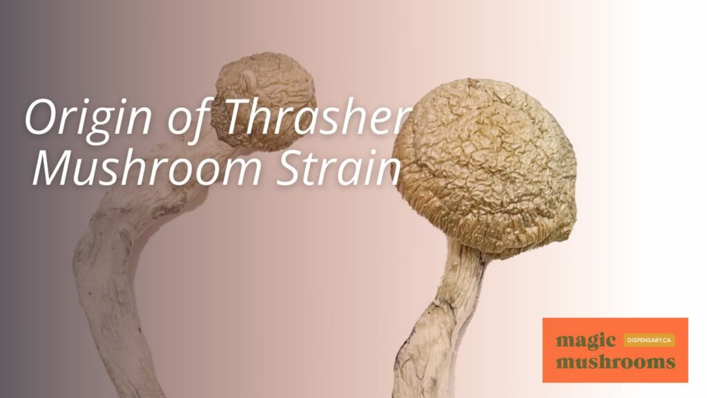Origin of Thrasher Mushroom Strain