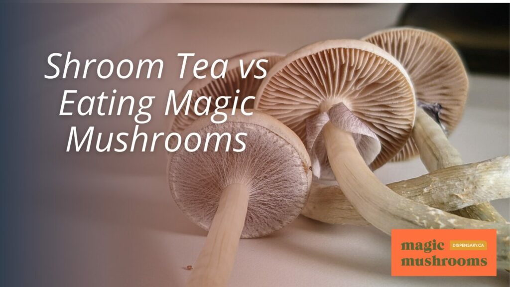 Shroom Tea vs Eating Magic Mushrooms
