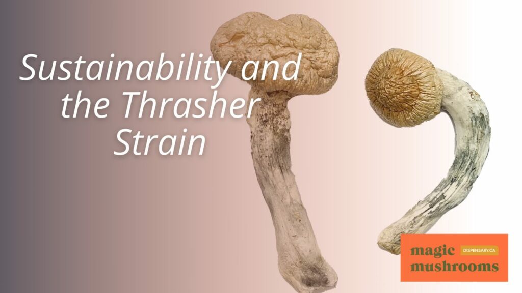Sustainability and the Thrasher Strain