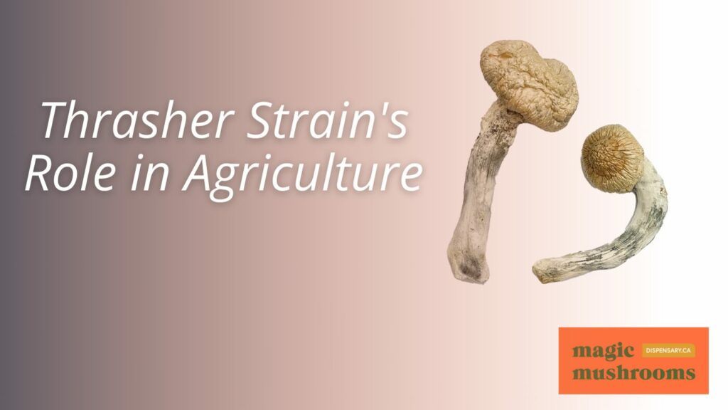 Thrasher Strain's Role in Agriculture