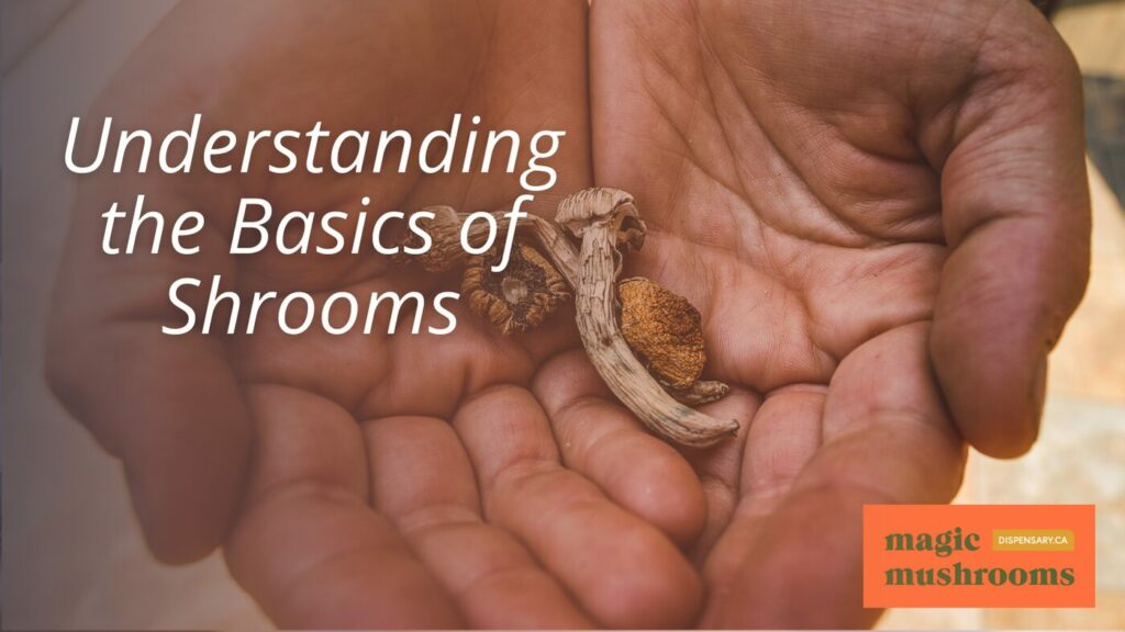 Understanding the Basics of Shrooms