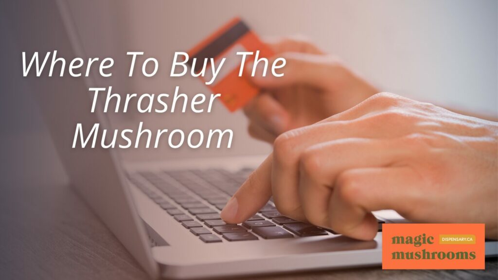 Where To Buy The Thrasher Mushroom