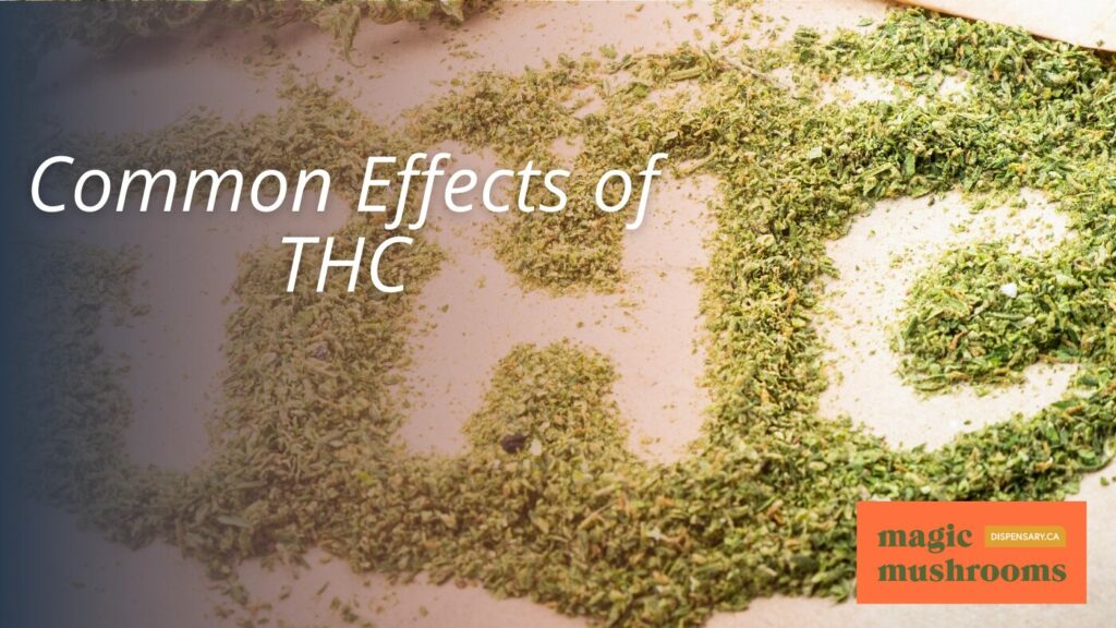 Common Effects of THC