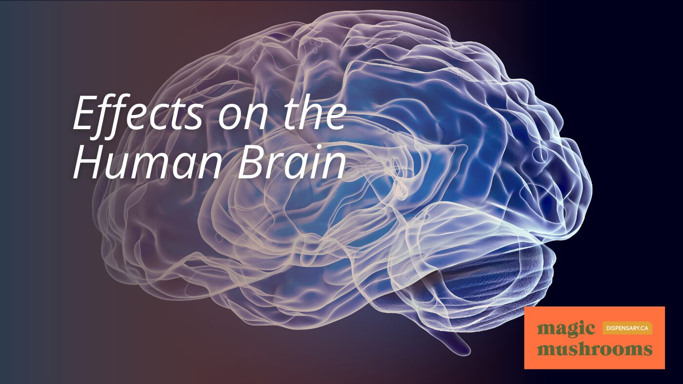 Effects on the Human Brain