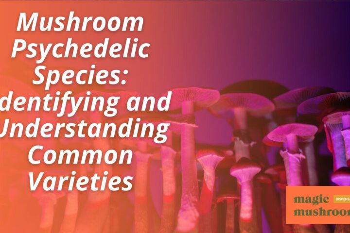 Mushroom Psychedelic Species Identifying and Understanding Common Varieties