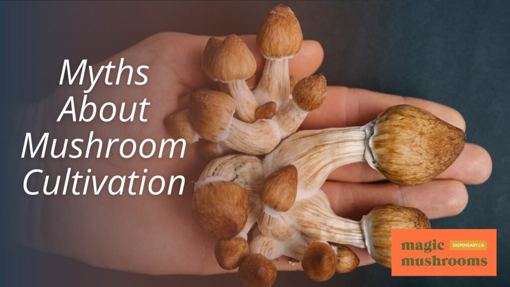 Myths About Mushroom Cultivation
