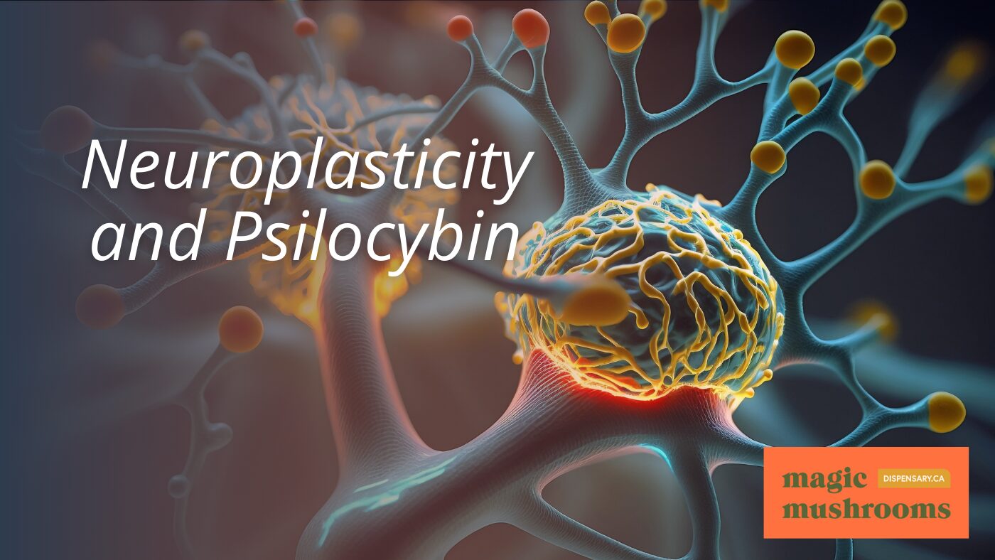 Neuroplasticity and Psilocybin