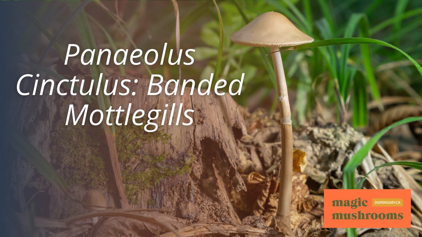 Panaeolus Cinctulus Banded Mottlegills
