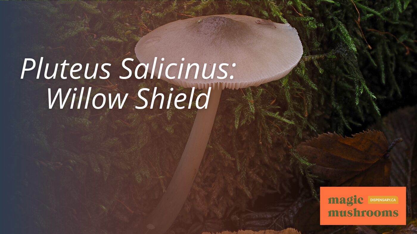 Pluteus Salicinus Willow Shield