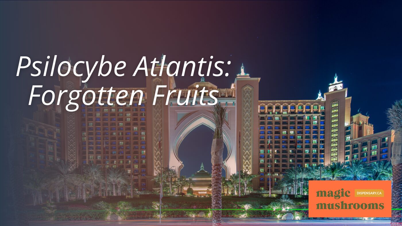 Psilocybe Atlantis Forgotten Fruits