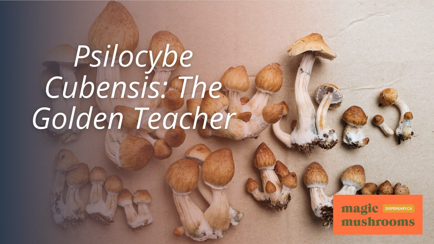 Psilocybe Cubensis The Golden Teacher
