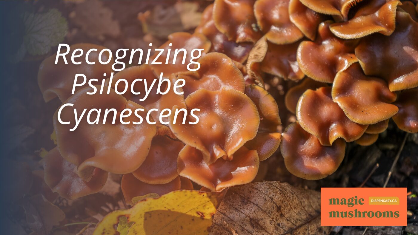 Recognizing Psilocybe Cyanescens