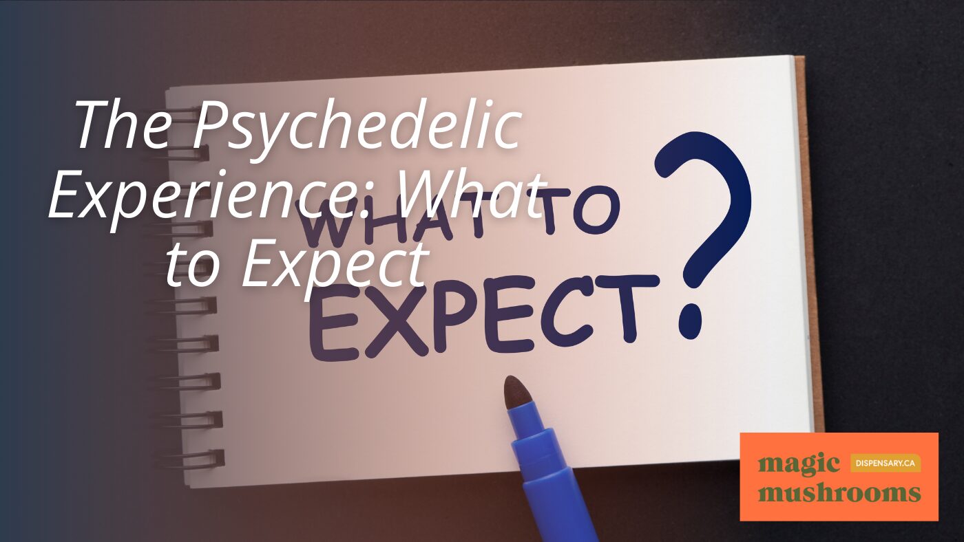 The Psychedelic Experience What to Expect