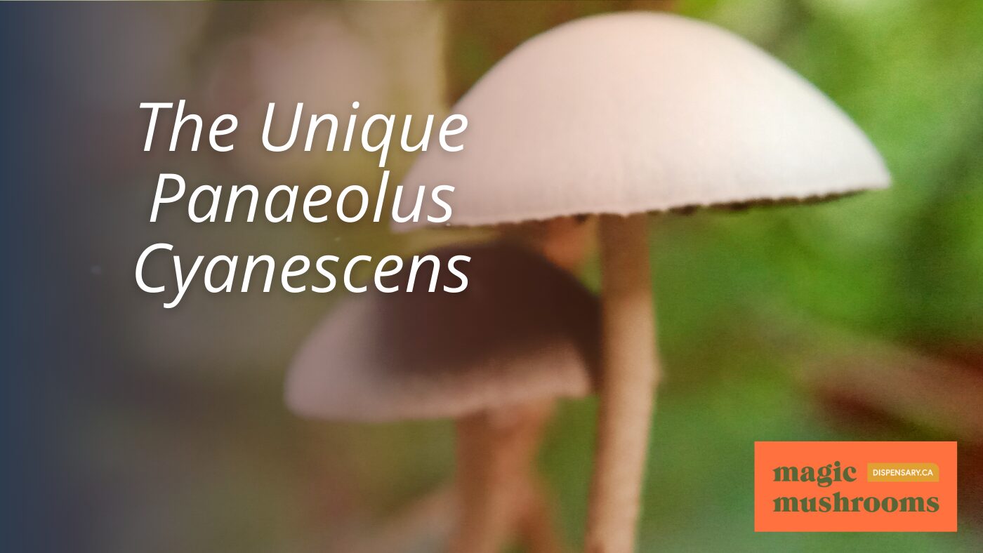 The Unique Panaeolus Cyanescens