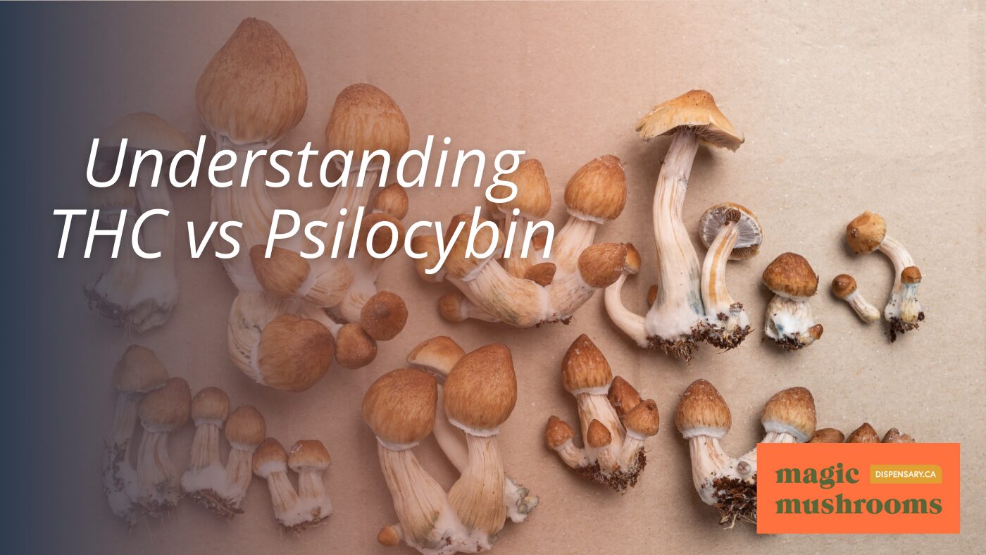 Understanding THC vs Psilocybin