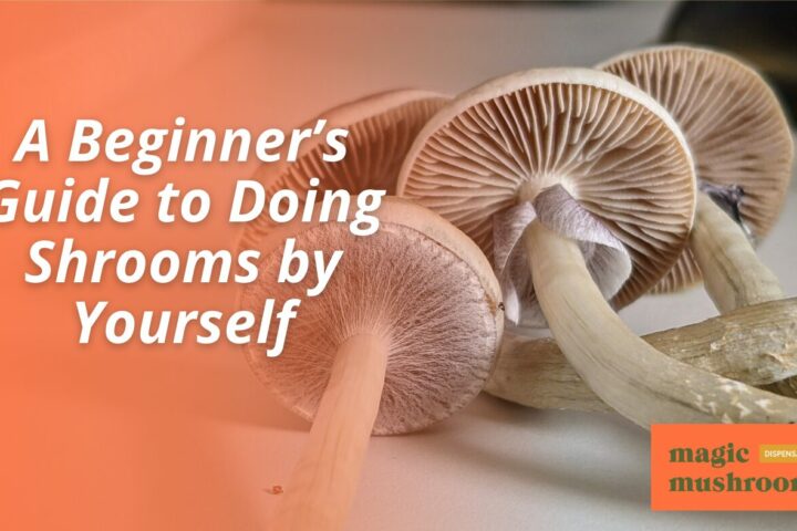 A Beginner’s Guide to Doing Shrooms by Yourself