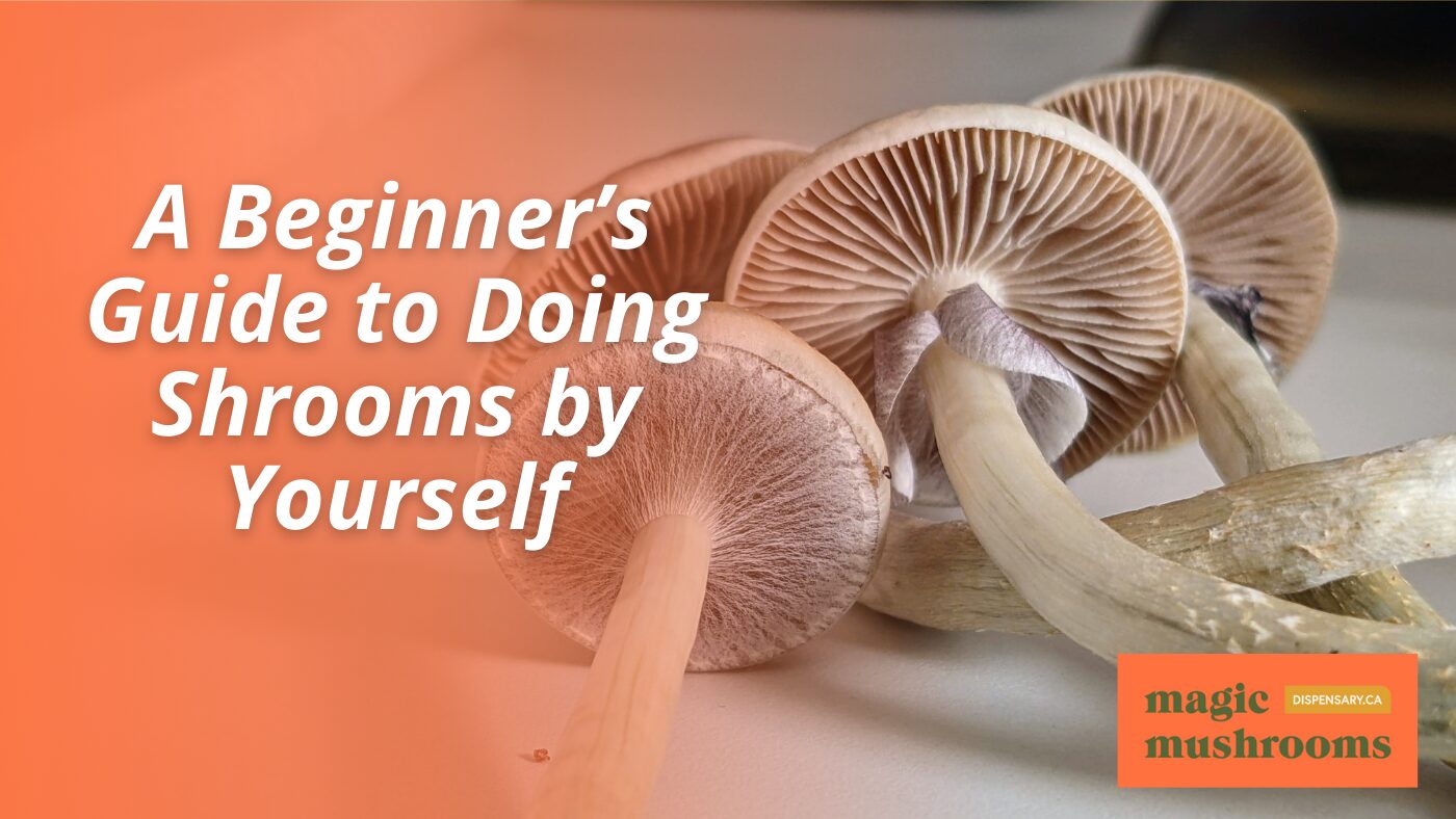 A Beginner’s Guide to Doing Shrooms by Yourself