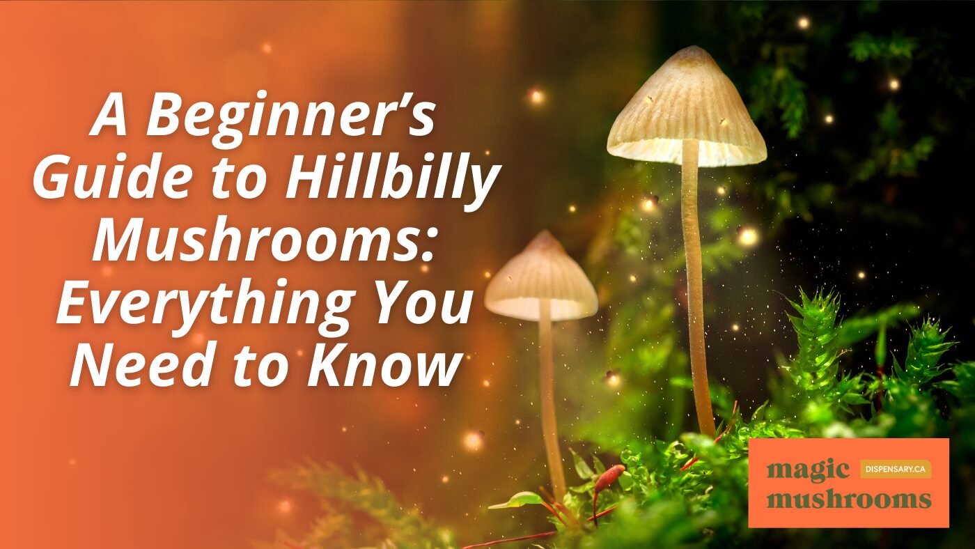 A Beginner’s Guide to Hillbilly Mushrooms Everything You Need to Know