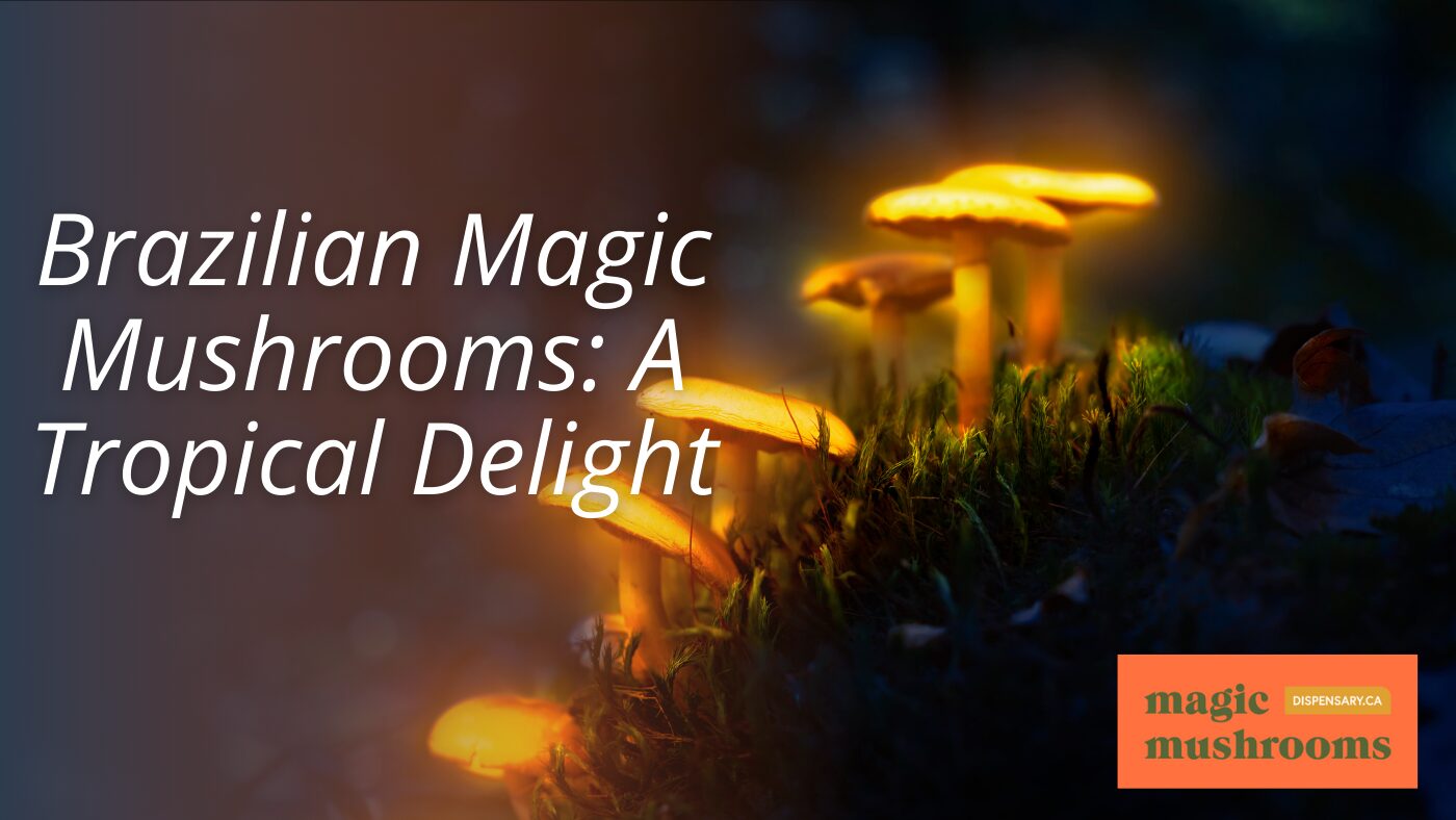 Brazilian Magic Mushrooms A Tropical Delight