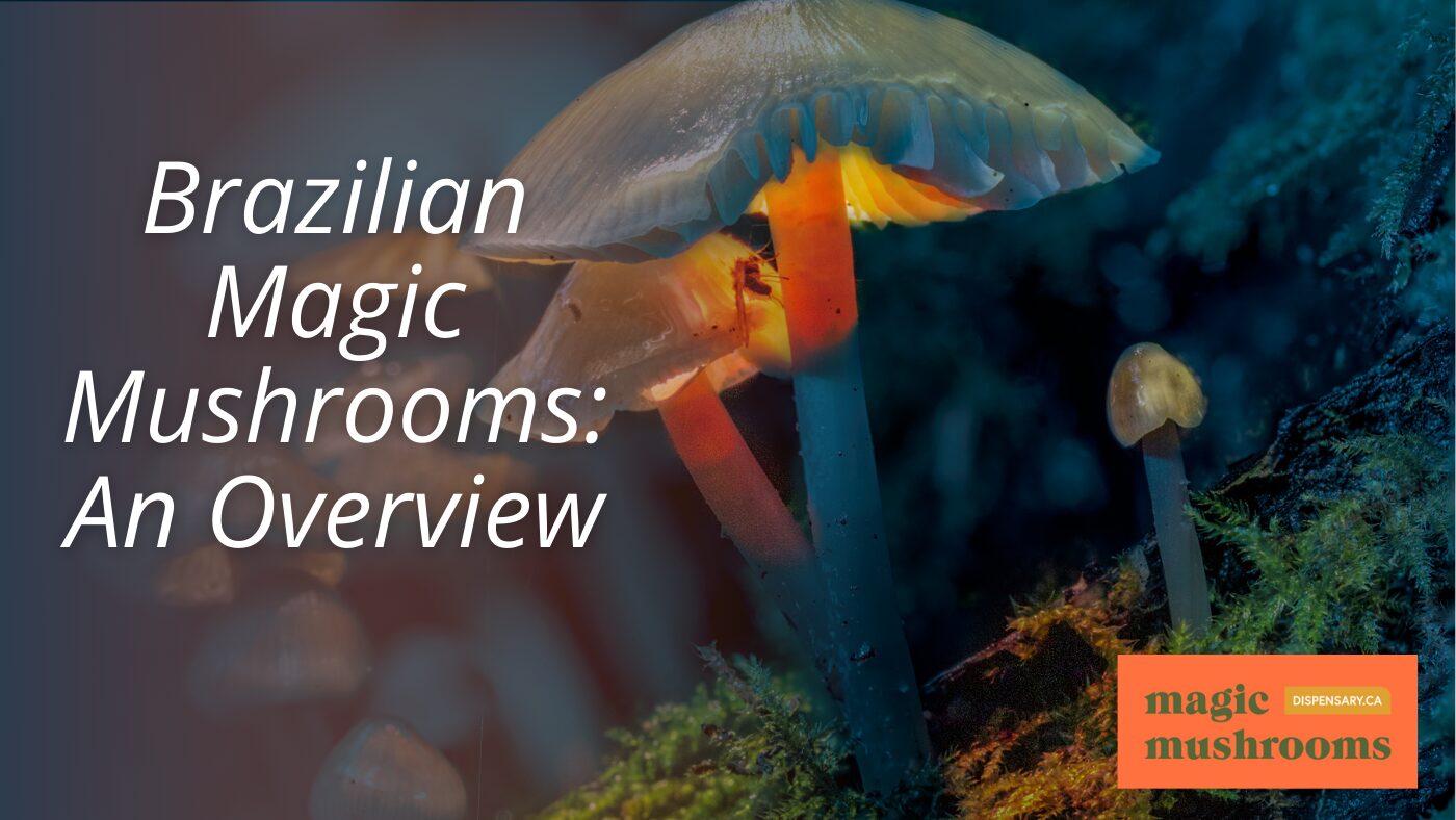 Brazilian Magic Mushrooms An Overview