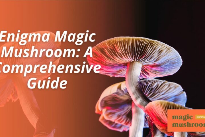 Enigma Magic Mushroom A Comprehensive Guide