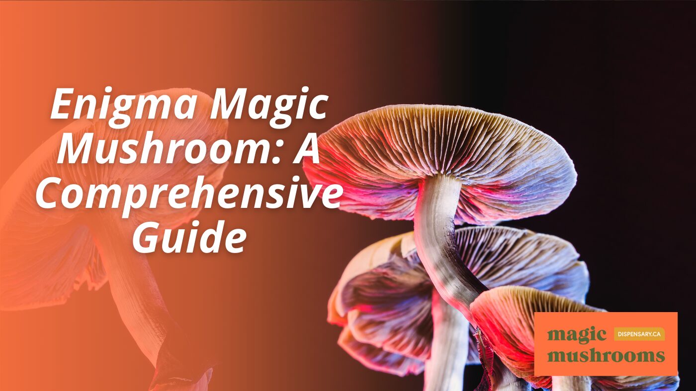 Enigma Magic Mushroom A Comprehensive Guide