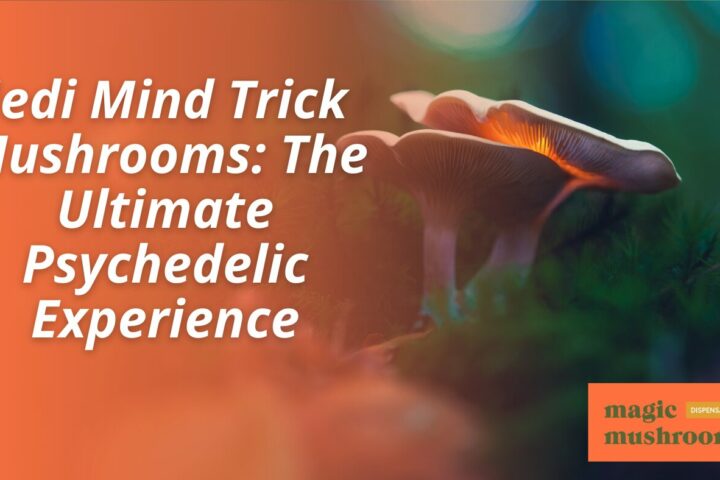 Jedi Mind Trick Mushrooms The Ultimate Psychedelic Experience