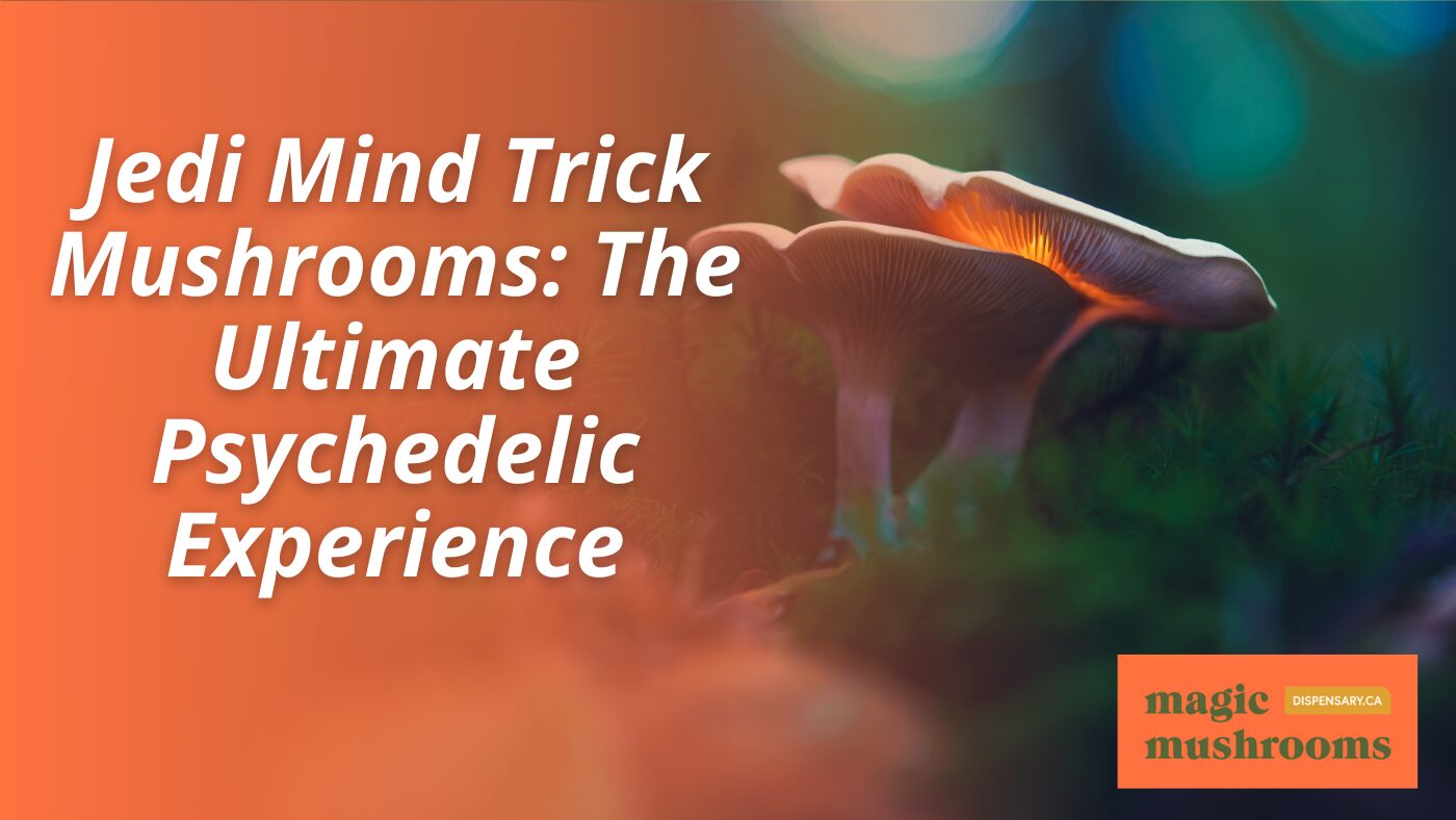 Jedi Mind Trick Mushrooms The Ultimate Psychedelic Experience