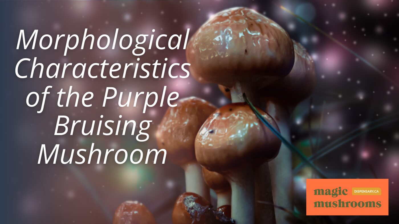 Morphological Characteristics of the Purple Bruising Mushroom