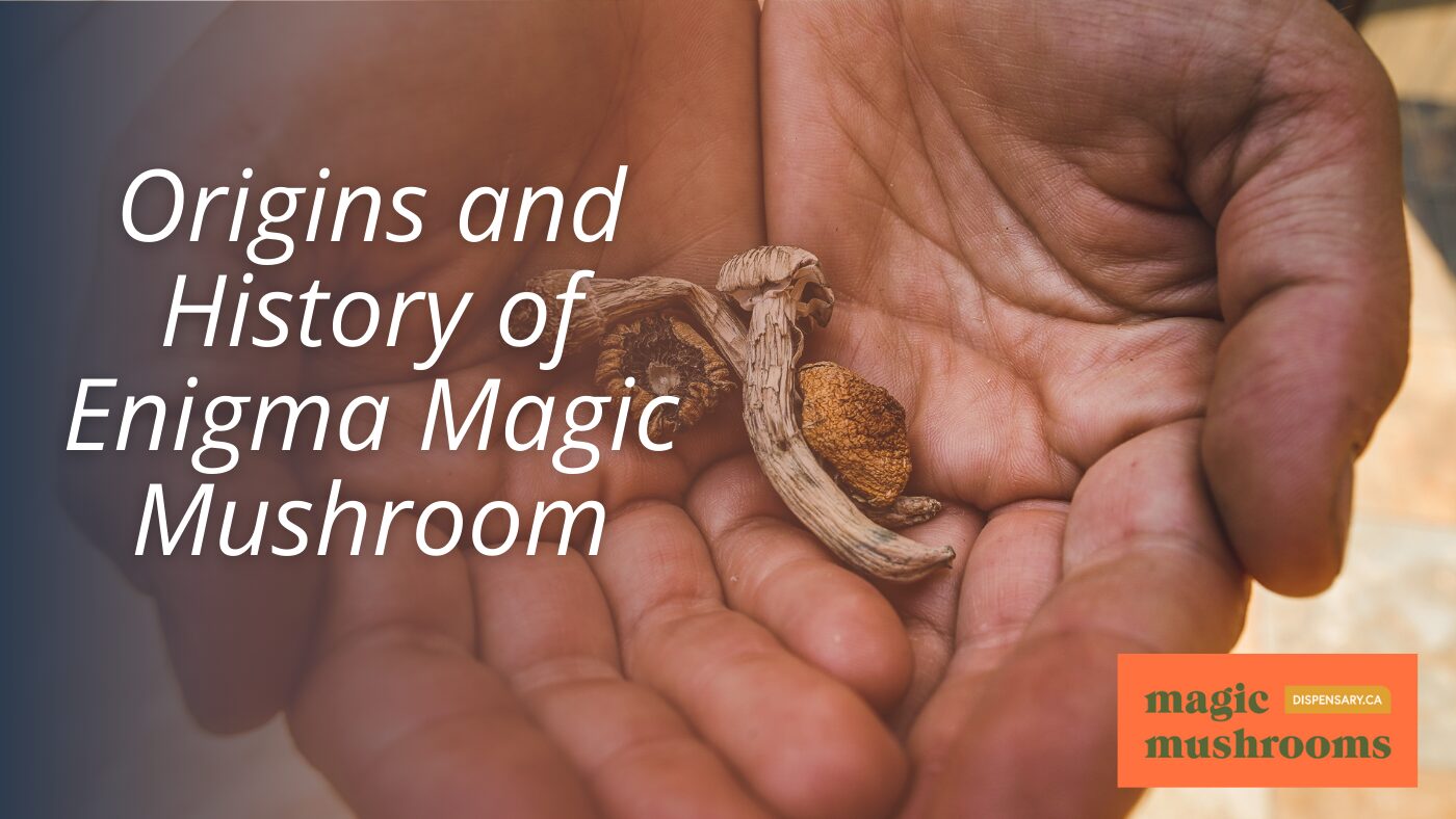 Origins and History of Enigma Magic Mushroom