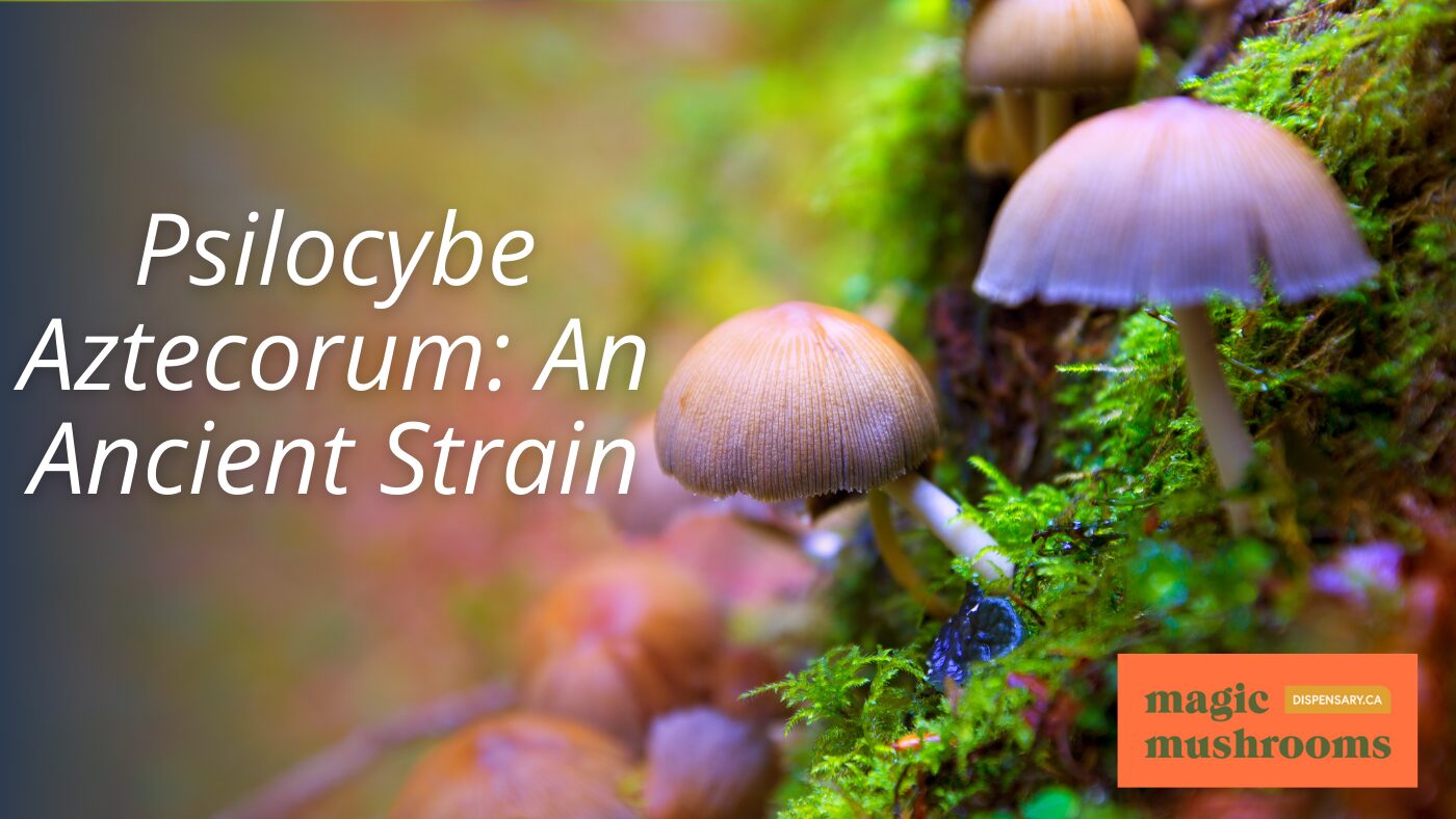 Psilocybe Aztecorum An Ancient Strain