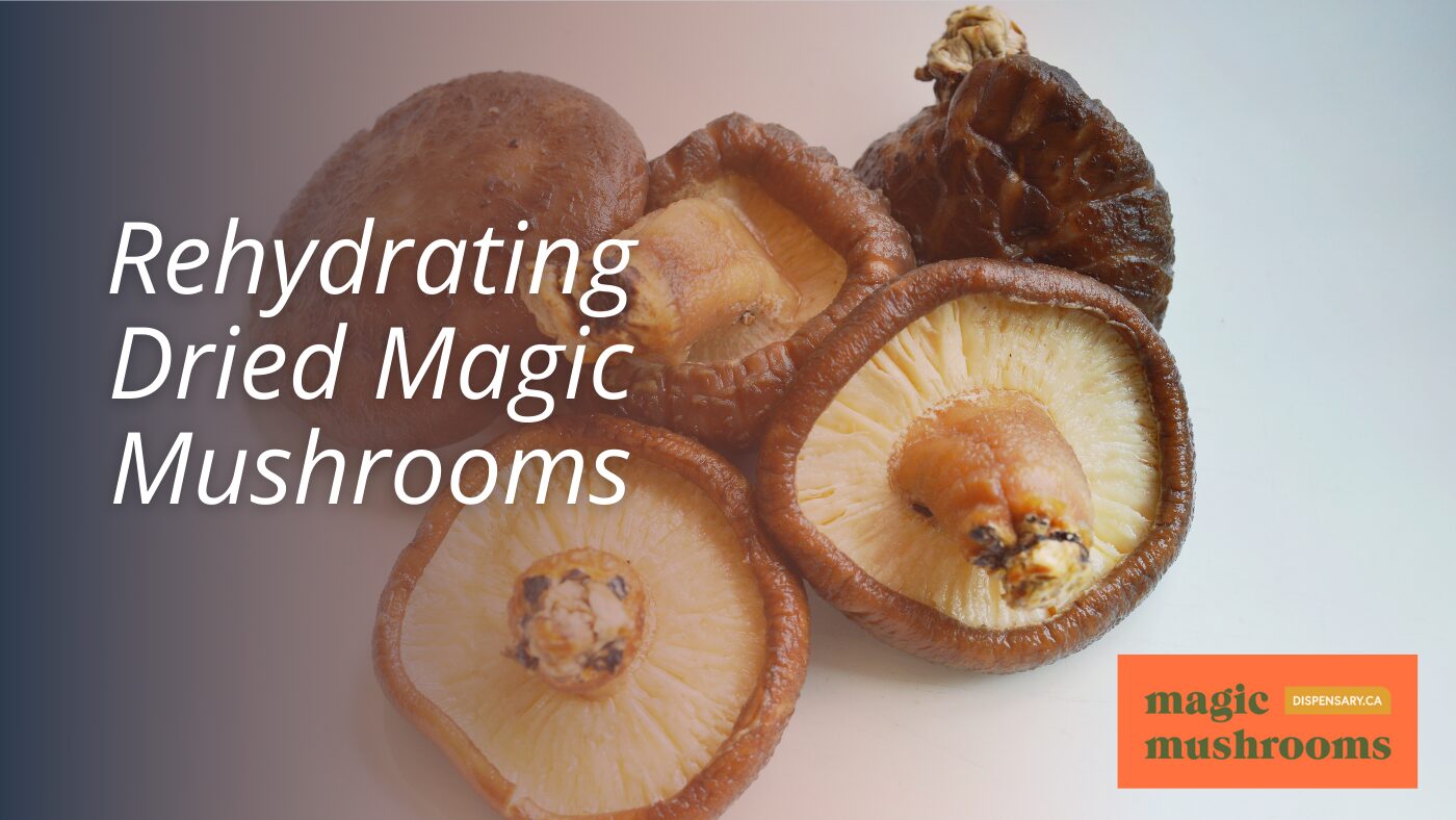 Rehydrating Dried Magic Mushrooms