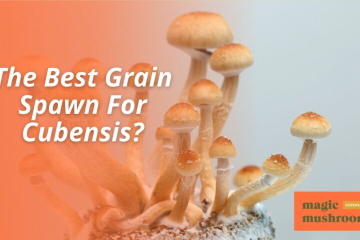 The Best Grain Spawn For Cubensis