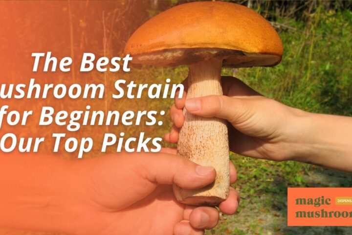 The Best Mushroom Strain for Beginners Our Top Picks