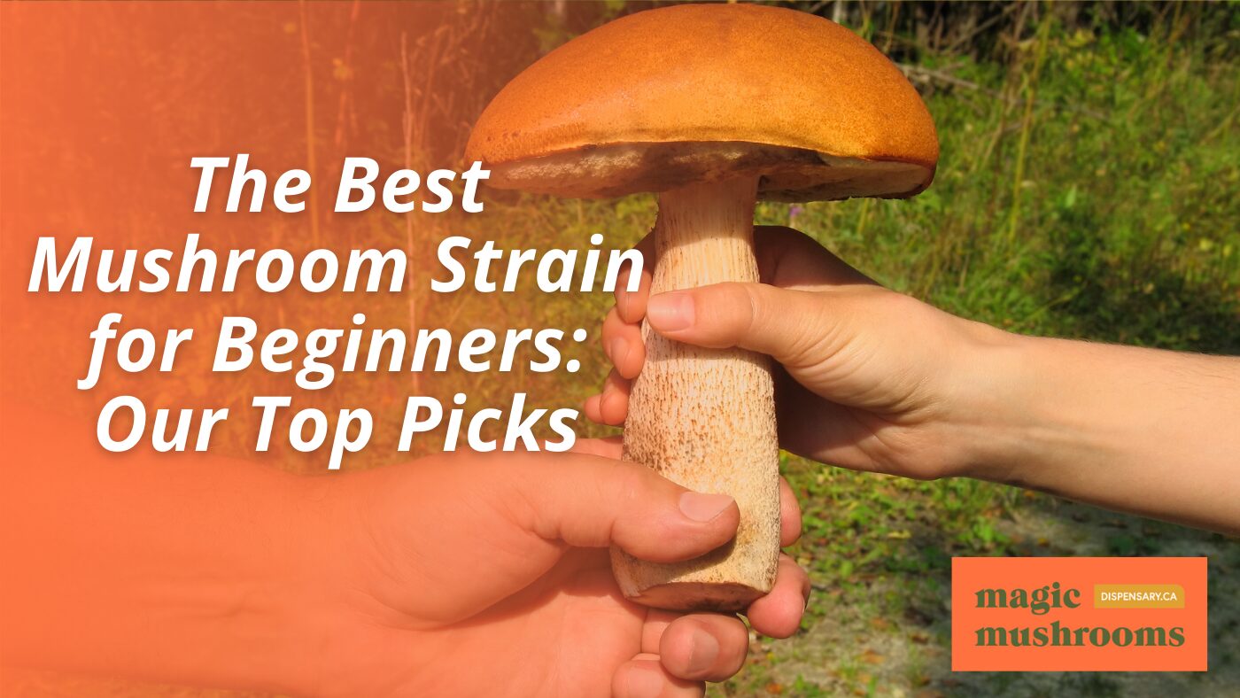 The Best Mushroom Strain for Beginners Our Top Picks