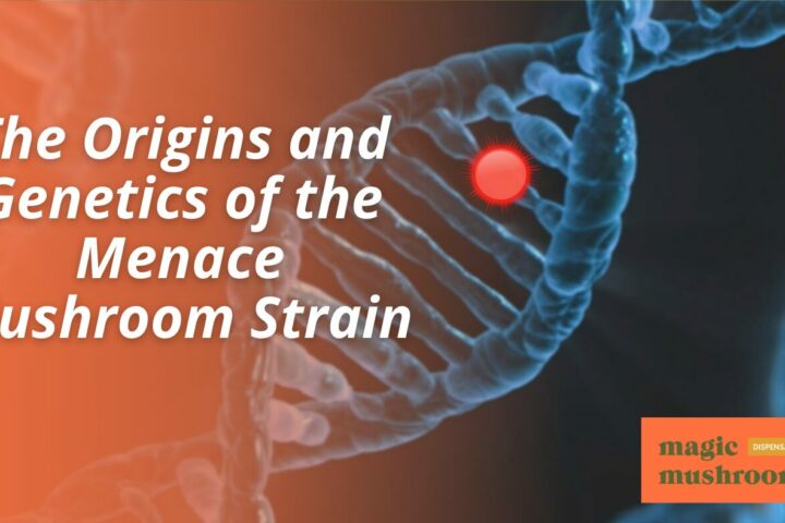 The Origins and Genetics of the Menace Mushroom Strain