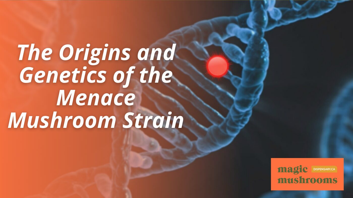 The Origins and Genetics of the Menace Mushroom Strain