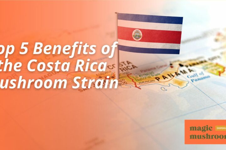 Top 5 Benefits of the Costa Rica Mushroom Strain