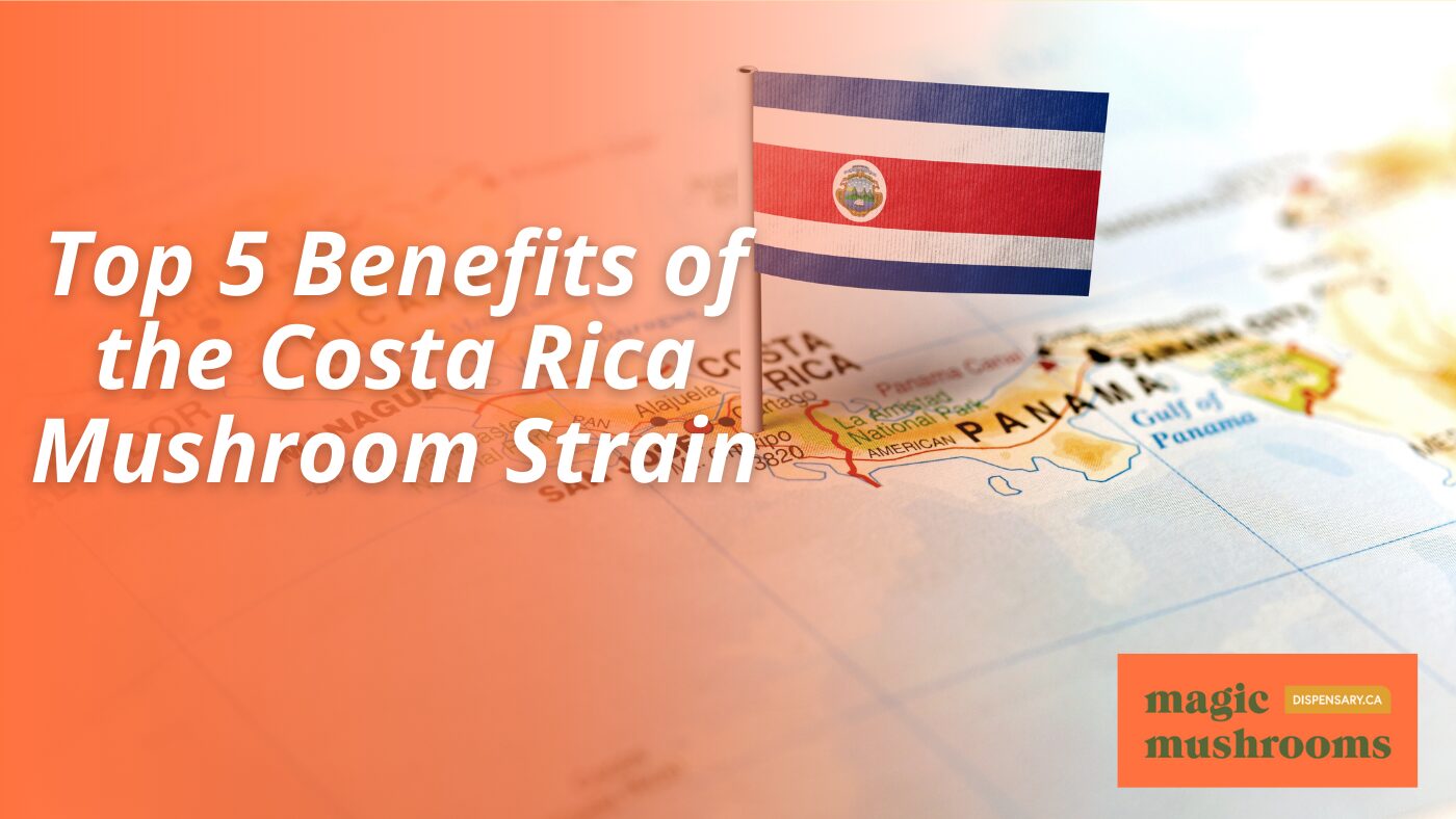 Top 5 Benefits of the Costa Rica Mushroom Strain