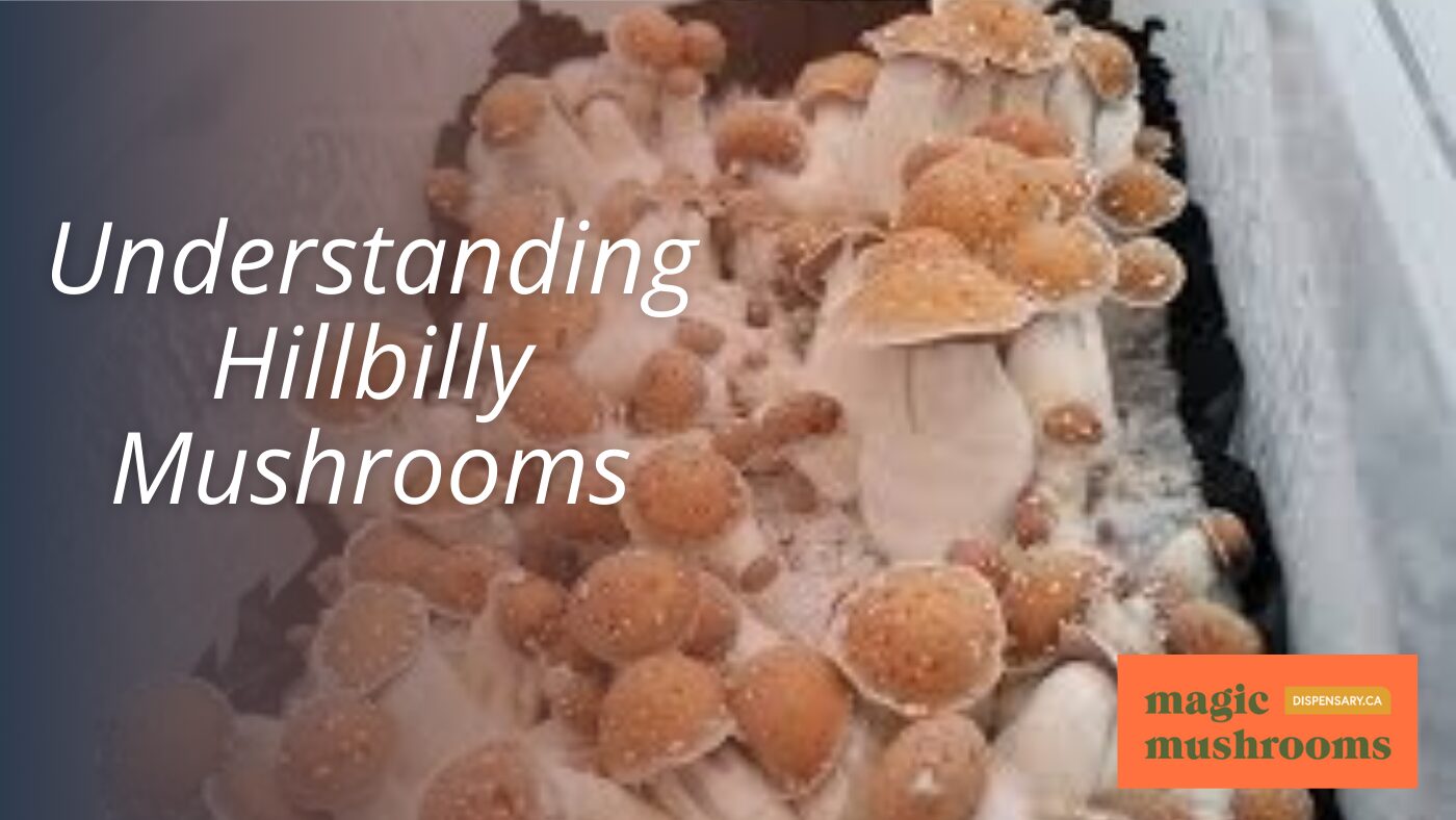 Understanding Hillbilly Mushrooms