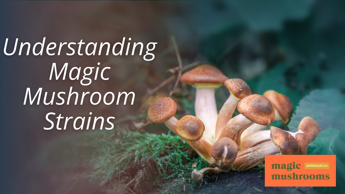 Understanding Magic Mushroom Strains