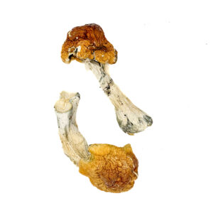 Texas Orange Cap Magic Mushrooms